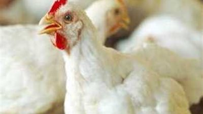 تعرف على أسعار الدواجن اليوم الجمعة 