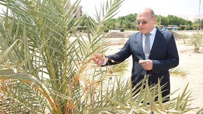 جامعة سوهاج تواصل زراعة أشجار الزيتون والمانجو 