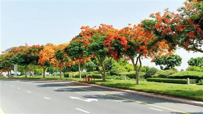 زراعة 3000 شجرة في أحياء القاهرة يعيد الصورة الجمالية للشوارع.. فيديو