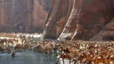 كائنات بحرية وجبال من الزمرد.. محمية وادى الجمال تحفة طبيعية تتألق بسحرها 