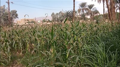 في يوم الفلاح.. مطالب بتشغيل غرفة الري الحقلي وتوفير الأسمدة بالأقصر