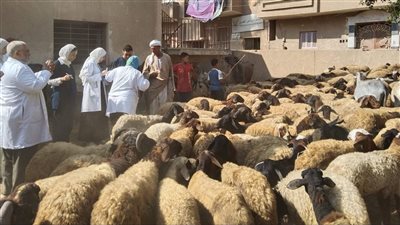 احتفالًا بعيد الفلاح.. لجان بيطرية لتحصين الماشية بقرى الفيوم 