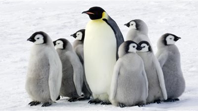 جائحة تفتك بأكثر الأماكن غير المتوقعة على الأرض