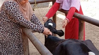 المنيا: تقديم 3138 خدمة بيطرية مجانية بالقرى 