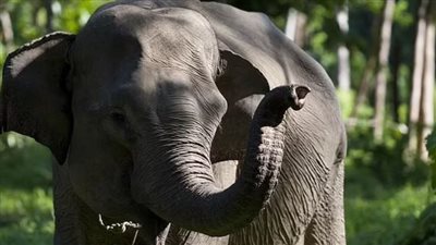 سيدة حامل تلقى حتفها أسفل أقدام قطيع من الأفيال 