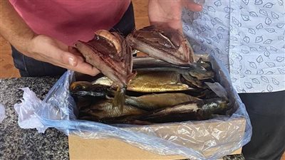 ضبط 500 كيلو أسماك مدخنة غير صالحة للاستهلاك الآدمي بالغربية