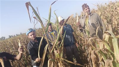 تلف 90 فدان ذرة  شامية بسبب فساد التقاوى بالدقهلية