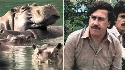 جلب 4 فتكاثروا لعشرات.. إعدام أفراس النهر المملوكة لـ بابلو إسكوبار