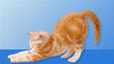 أهمية تمارين التمدد .. لن تستغنى عنها بعد اليوم 