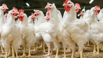 أسعار الفراخ البيضاء في بداية تعاملات اليوم السبت 