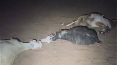 نفوق أغنام بسموم وضعها مستوطنون في 