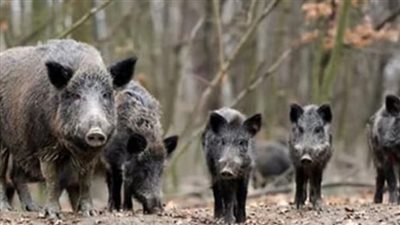 روما تحول أزمة الخنازير البرية إلى فرصة اقتصادية: 
