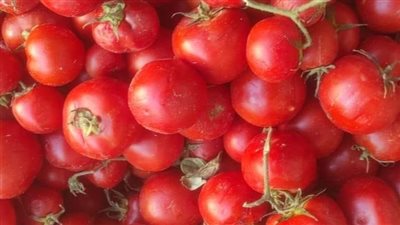 الطماطم تثير أزمة بالبحيرة.. والكيلو بـ40 جنيهًا 