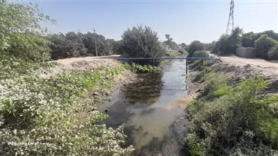 مزارعو ترعة شجرة العبيد بالإسماعيلية.. غارقون في وهم الوعود