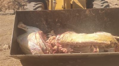 بيطري الأقصر: إعدام عجل مريض وتعويض صاحبه 