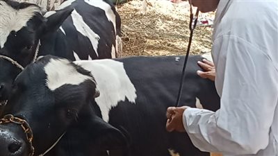 جامعة الزقازيق توجه قافلة بيطرية لقرية كشيك 