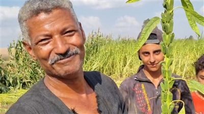 حصاد الذهب الأصفر بالمنوفية.. والمزارعين: قليل التكلفة و150 ألف سعر الفدان 