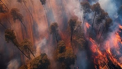 البرازيل تطلب المساعدة الدولية لمكافحة حرائق الأمازون