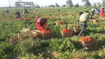 نقيب الفلاحين يكشف متوسط إنتاج الفدان الواحد من الطماطم 