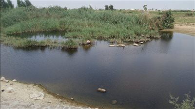 كارثة بيئية تحاصر صوامع القمح بالإسماعيلية 