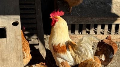 مع ارتفاع أعداد الإصابة.. تطوير اختبار جديد لإنفلونزا الطيور 