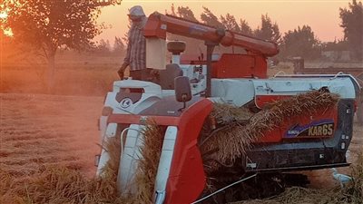 الفرحة تعم حقول الأرز بالدقهلية.. والمزارعين