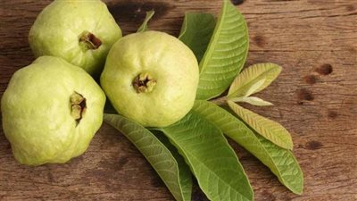  10 فوائد لمضغ أوراق الجوافة يومياً على معدة فارغة