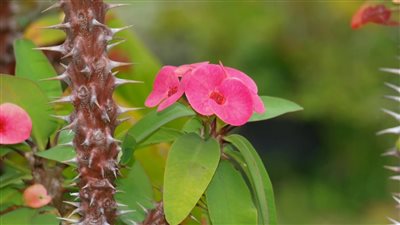  مستخلص نبتة شهيرة قد يقلل تأثير الإجهاد المزمن .. دراسة تكشف التفاصيل