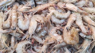 ارتفاع أسعار الأسماك في أسواق البحيرة اليوم الخميس