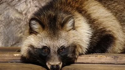 دراسة تحسم الجدل: الراكون سر ظهور جائحة كورونا 