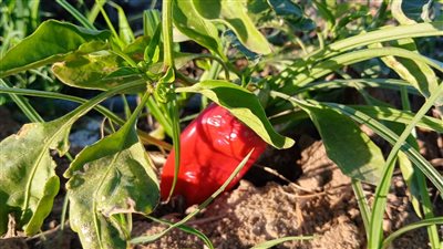  “الوفد” ترصد أسباب غلاء أسعار الخضراوات.. الحرارة تكبد المزارعين خسائر فادحة