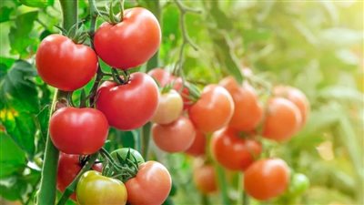 «المجنونة » خربت بيوت المصريين