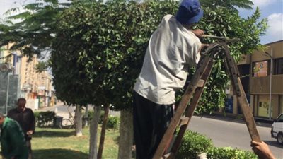 مواصلة أعمال زراعة الأشجار والتجميل بمراكز ومدن الغربية