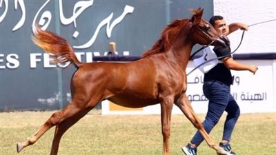 إضفاء لمسة جمالية أمام الوفود المشاركة بمهرجان الشرقية للخيول العربية ببلبيس