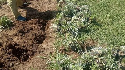 رفع كفاءة المساحات الخضراء بمدينة رأس البر 