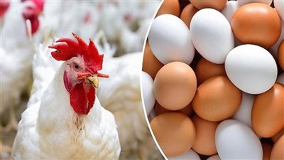 85 جنيهًا للكيلو.. أسعار الفراخ اليوم السبت 