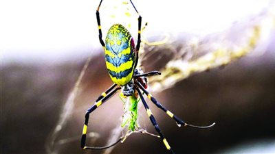 عناكب ضخمة تثير ذعر السكان في مدينة أمريكية (تفاصيل)