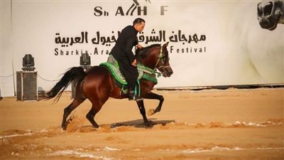 الأشموني يُشيد بأداء لجان التحكيم والتنظيم لمهرجان الشرقية للخيول