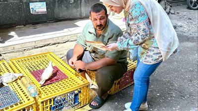 بحوث الصحة الحيوانية ينفذ 32 ندوة إرشادي في 12 محافظة
