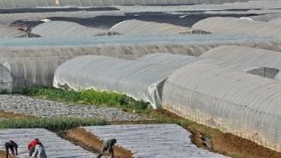 الصوب الزراعية.. دروع واقية للمحاصيل من التغيرات المناخية والضغوط البيئية