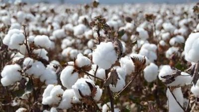 تحذيرات مهمة للمزارعين في المرحلة الأخيرة من زراعة القطن