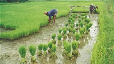 «الأرز الجديد».. سلاح مصر في مواجهة ندرة المياه وتحقيق الأمن الغذائي