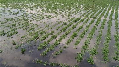 لارتفاع منسوب مياه النيل ..غرق 24 فدانًا بمركزي الشهداء وأشمون بالمنوفية| صور