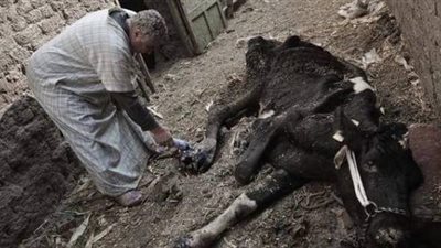  نفوق 8 رؤوس ماشية في حريق هائل بالمنوفية 