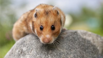 الهامستر السوري يساعد العلماء في الكشف عن  السر الجيني للسبات (تفاصيل)