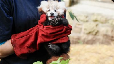 ولادة أنثى الباندا الحمراء المهددة بالانقراض في إسكتلندا