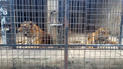 نفوق جماعي للنمور في حديقة حيوان بفيتنام .. ماعلاقة أنفلونزا الطيور؟