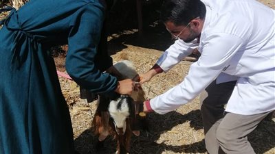 محافظ الإسماعيلية يتابع نشاط الطب البيطري للحفاظ على الثروة الحيوانية والداجنة