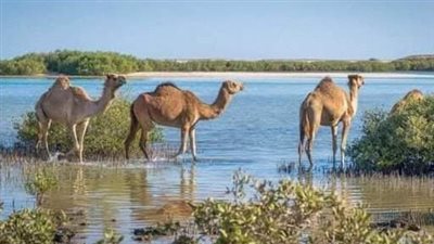محمية وادى الجمال قطعة من الجنة على ساحل البحر الأحمر 