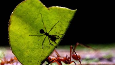  نمل أبيض يفجر نفسه في وجه الأعداء